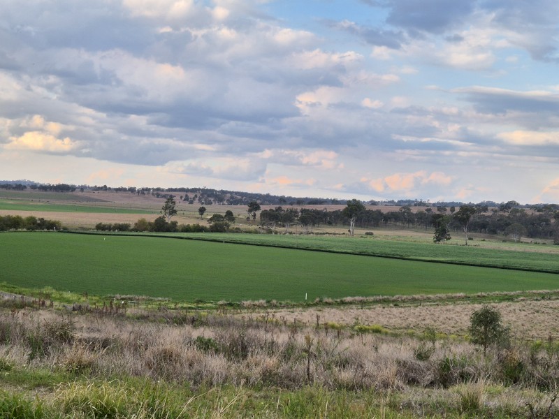 Rhodes Grass + around 10% Lucerne