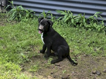 10 week border collie X lab puppies
