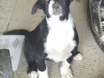 10 week border collie X lab puppies