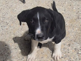 10 week border collie X lab puppies