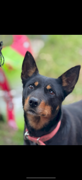 Female Australian kelpie