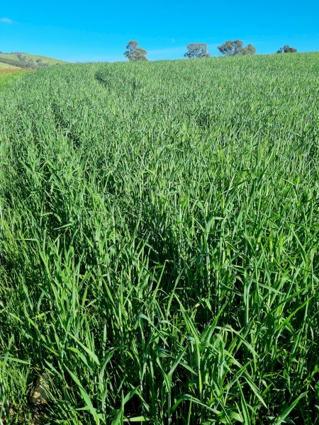 Triticale Standing Crop
