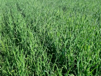Triticale Standing Crop