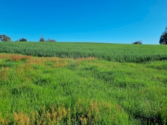 Triticale Standing Crop