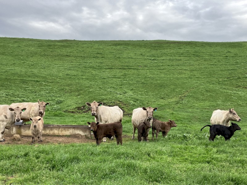 6 Murray Grey cows and calves