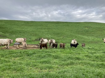 6 Murray Grey cows and calves