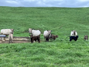 6 Murray Grey cows and calves