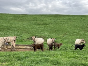 6 Murray Grey cows and calves