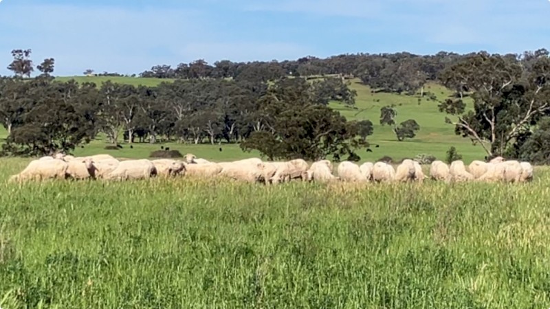 Merino ewes