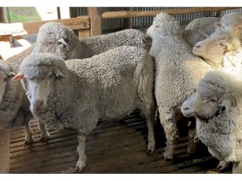 Merino ewes