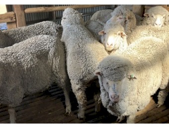 Merino ewes