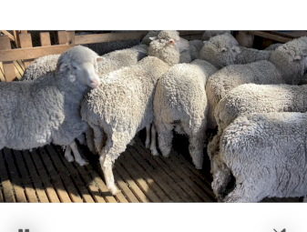 Merino ewes
