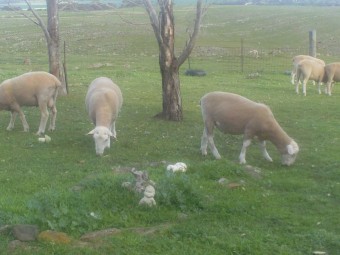 White Suffolk Rams