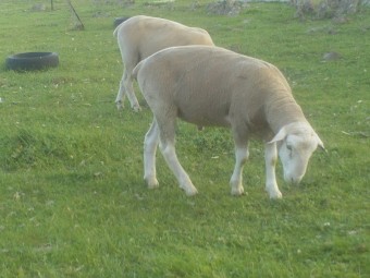White Suffolk Rams