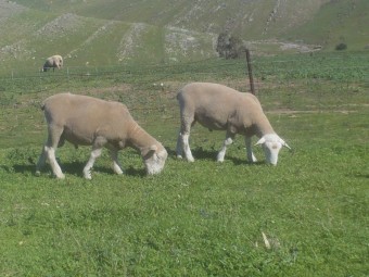 White Suffolk Rams