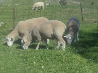 White Suffolk Rams
