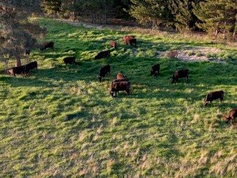Full Blood Wagyu Steers
