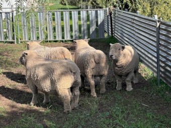 Five  ASSBA Registered Babydoll Rams