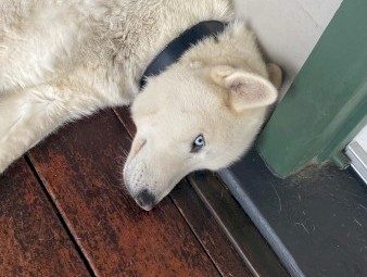 White Siberian Husky Male