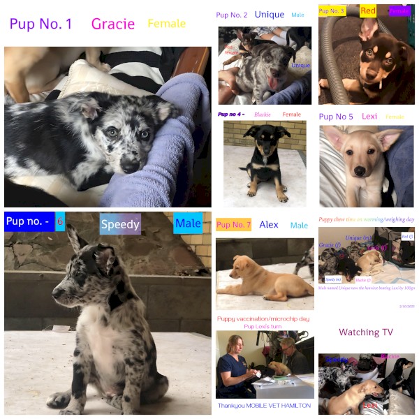 Koolie/Kelpie pups for sale