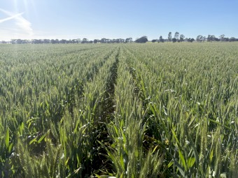 700mt Wheaten Hay 8x4x3 Bales