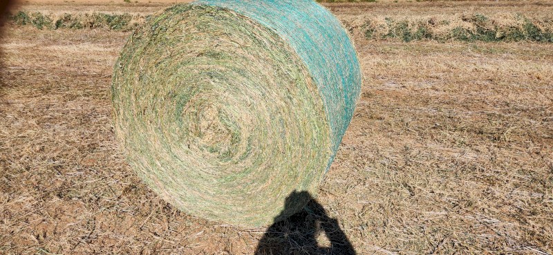 300 x Vetch Hay 5x4 Round Bales