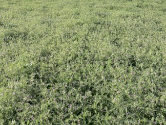 200mt Vetch Hay 650kg 8x4x3 Bales