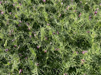 200mt Vetch Hay 650kg 8x4x3 Bales