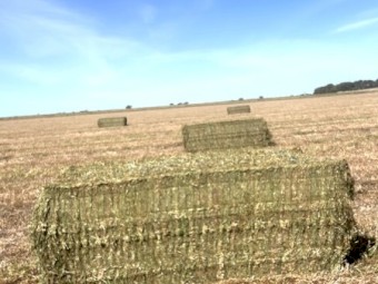 200mt Vetch Hay 650kg 8x4x3 Bales