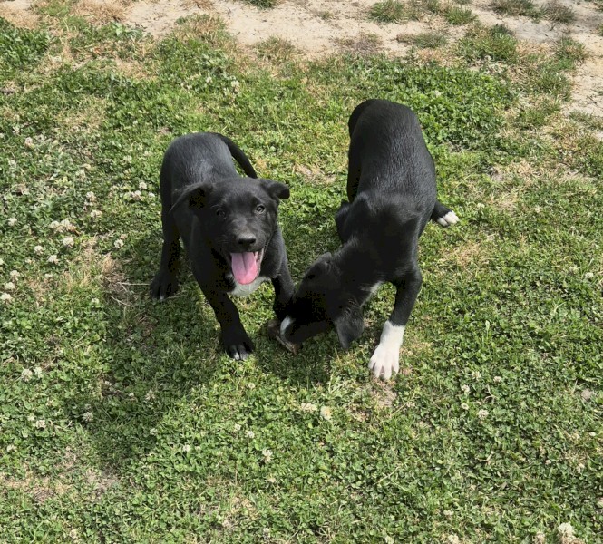 10 week border collie X lab puppies