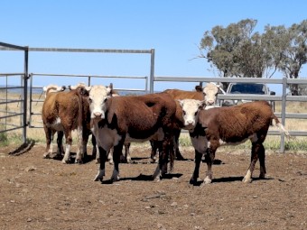 Cow and big calf units