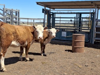 Cow and big calf units