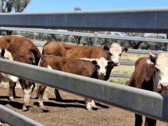 Cow and big calf units