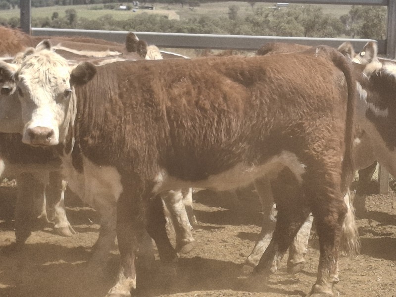 PTIC 3 year old Poll Hereford females