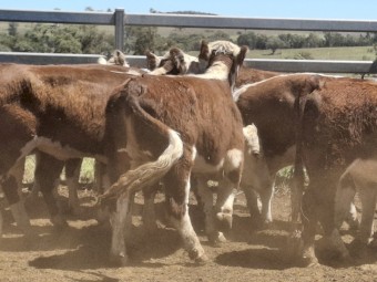 PTIC 3 year old Poll Hereford females