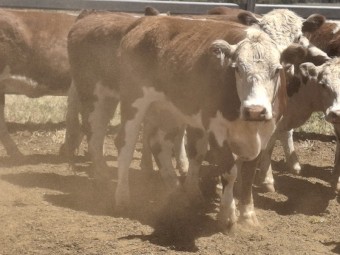 PTIC 3 year old Poll Hereford females