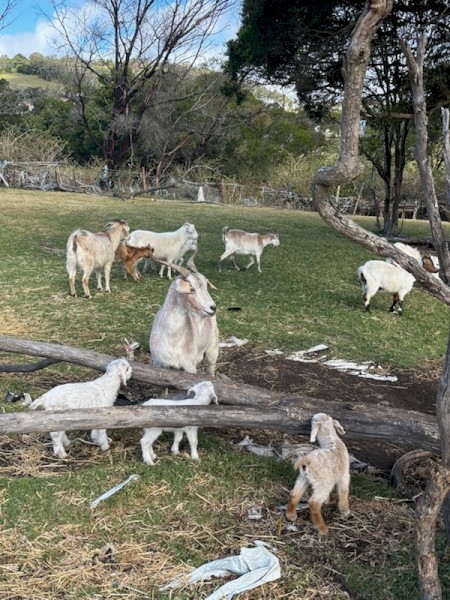 Male and Female Goats For Sale