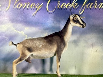 Nigerian Dwarf goats