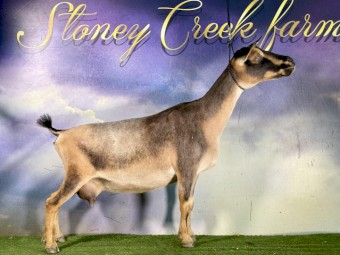 Nigerian Dwarf goats