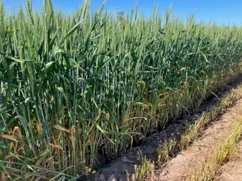 500mt Wheaten Hay 8x4x3 Bales