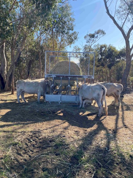 Maxi-Feeder 9' x 6' Modified Cattle Feeder