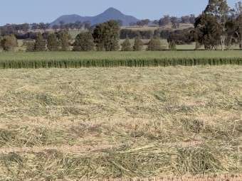 Sold Pending Inspection Wheaten Hay 8x4x3 Bales