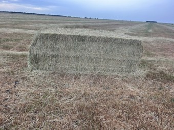 1000mt Clover Rye Hay 650kg 8x4x3 Bales
