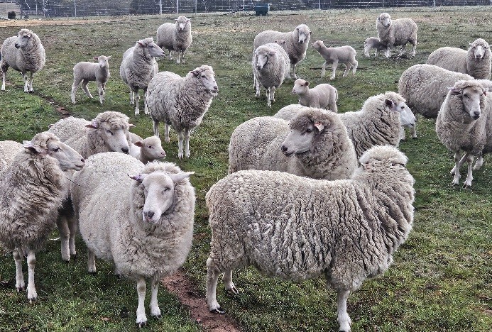 First X Ewes and Lambs sired by Stud Poll Dorset