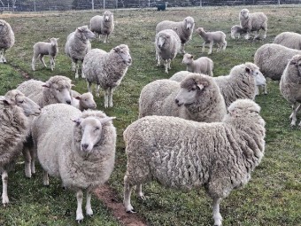 First X Ewes and Lambs sired by Stud Poll Dorset