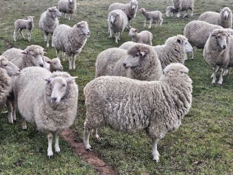 First X Ewes and Lambs sired by Stud Poll Dorset