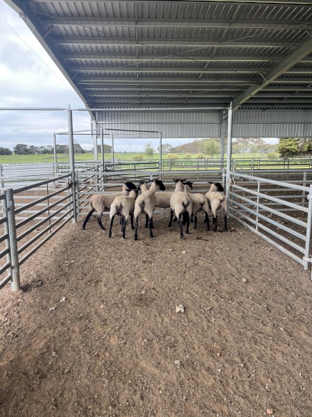 Suffolk Ewes 2024 drop