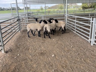 Suffolk Ewes 2024 drop