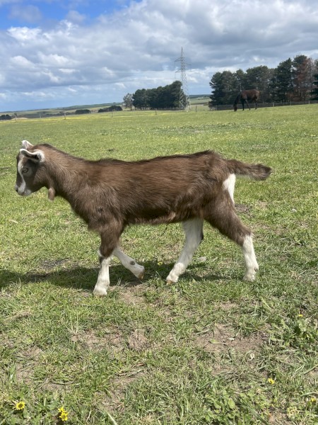 British alpine billy kid for sale