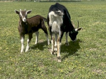 British alpine billy kid for sale